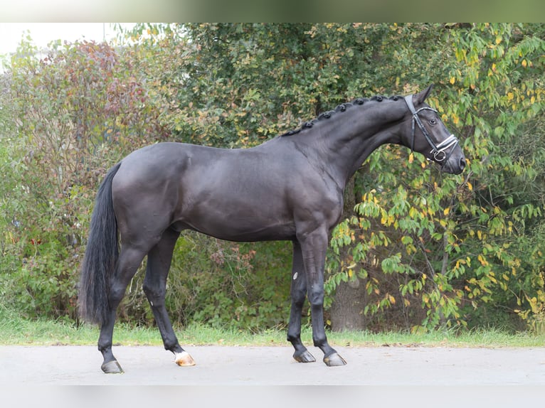 KWPN Wallach 2 Jahre 167 cm Rappe in Oosterhout