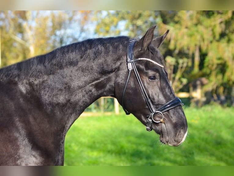 KWPN Wallach 2 Jahre 168 cm Rappe in Marigny