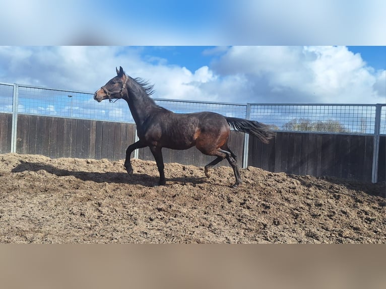 KWPN Wallach 2 Jahre 170 cm Brauner in Rijnsburg