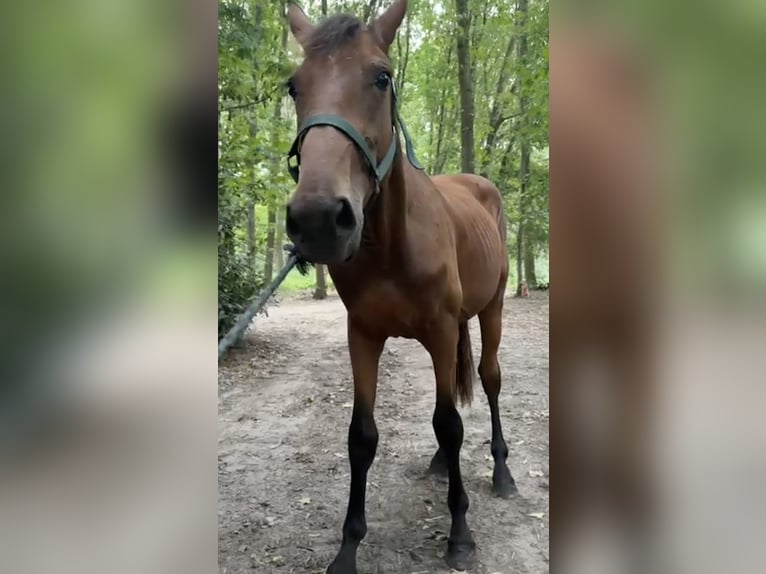 KWPN Wallach 2 Jahre in Rucphen