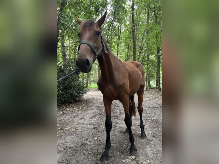 KWPN Wallach 2 Jahre in Rucphen