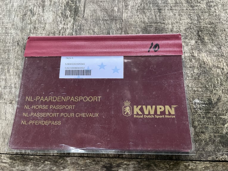 KWPN Wallach 2 Jahre in Rucphen