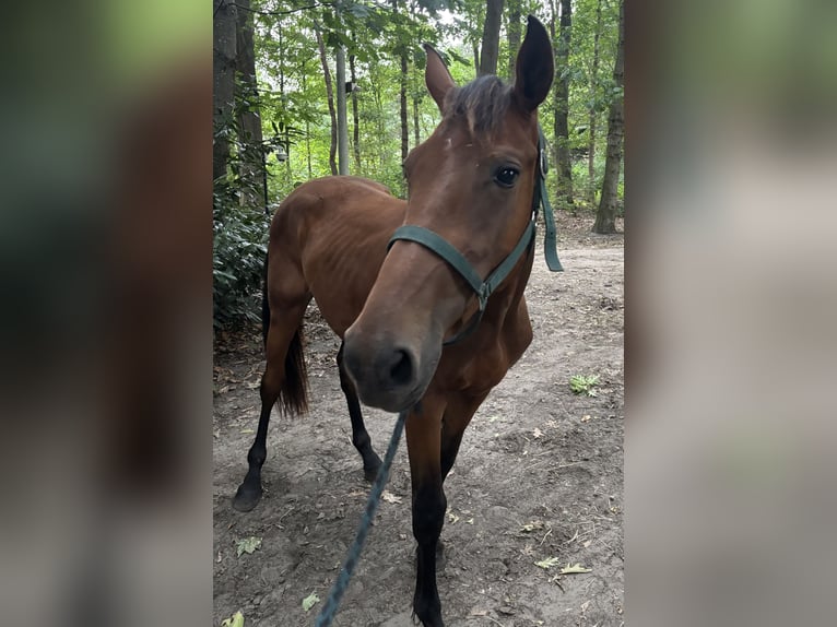 KWPN Wallach 2 Jahre in Rucphen