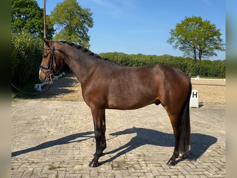 KWPN Wallach 3 Jahre 150 cm Brauner in Beuningen
