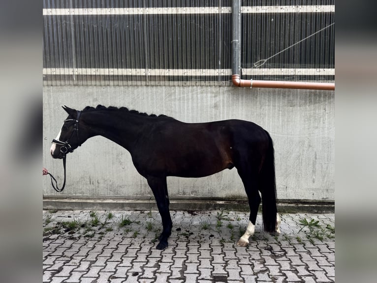 KWPN Wallach 3 Jahre 152 cm Schwarzbrauner in Hockenheim