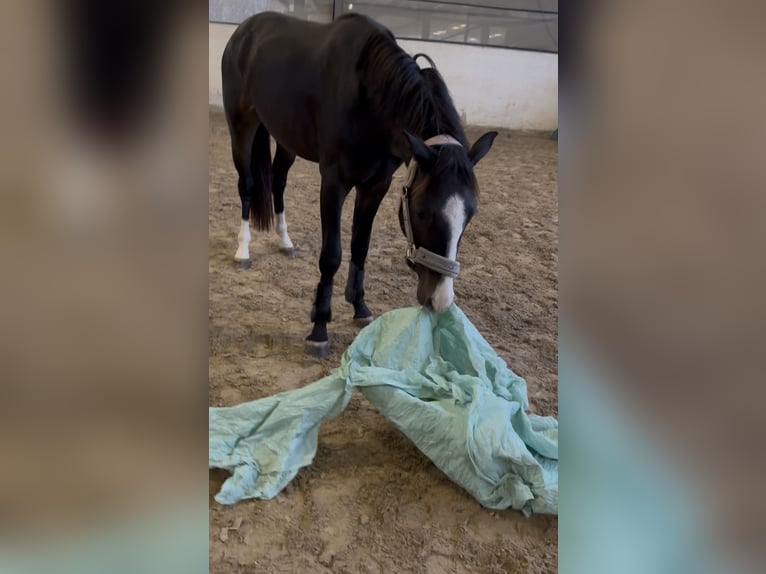 KWPN Wallach 3 Jahre 152 cm Schwarzbrauner in Hockenheim