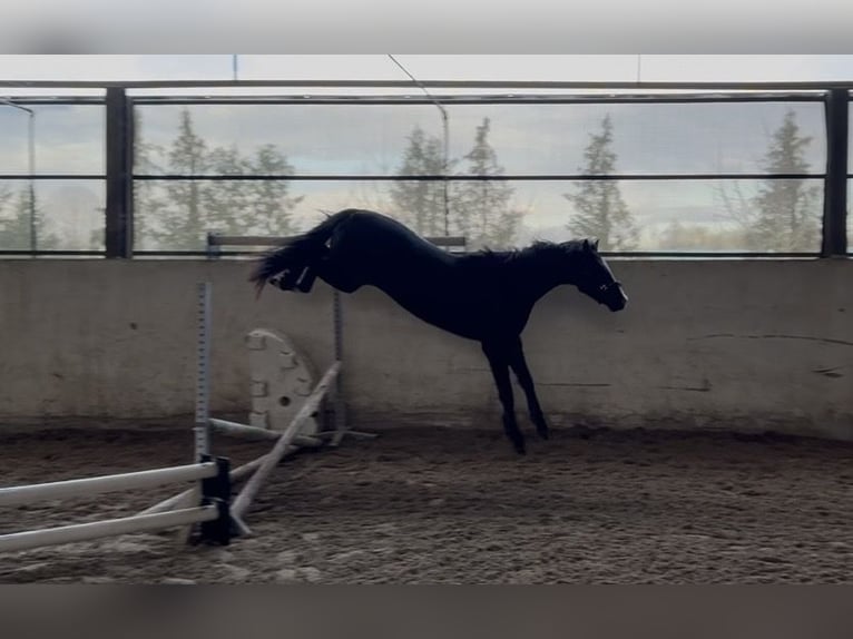 KWPN Wallach 3 Jahre 152 cm Schwarzbrauner in Hockenheim