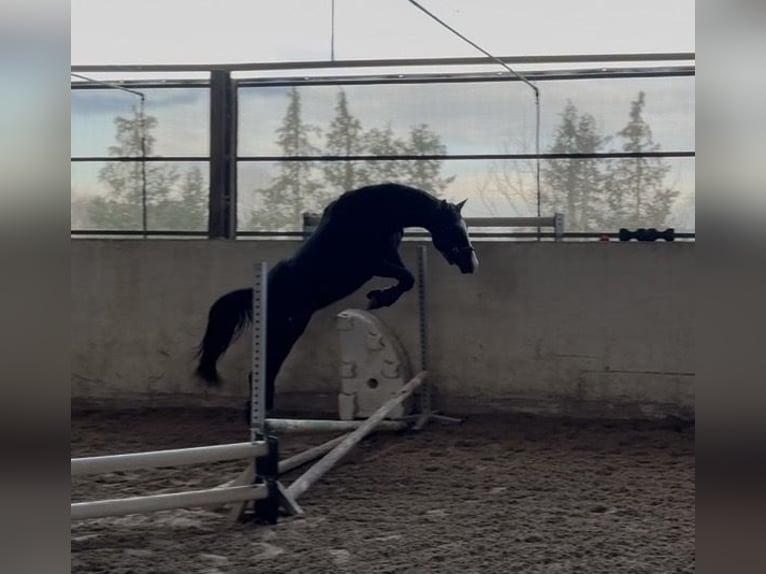 KWPN Wallach 3 Jahre 153 cm Dunkelbrauner in Dielheim