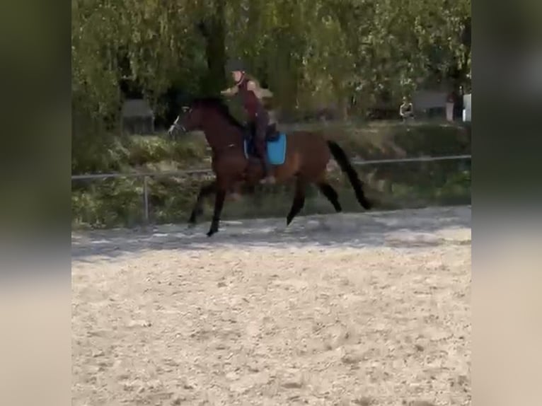 KWPN Wallach 3 Jahre 153 cm Dunkelbrauner in Dielheim