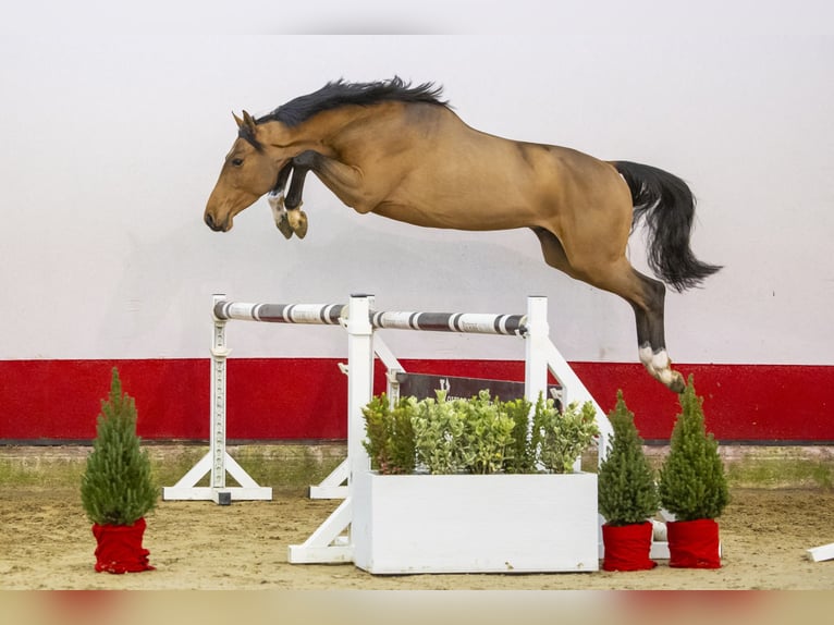 KWPN Wallach 3 Jahre 159 cm Brauner in Waddinxveen