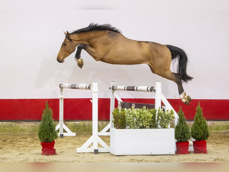 KWPN Wallach 3 Jahre 159 cm Brauner in Waddinxveen