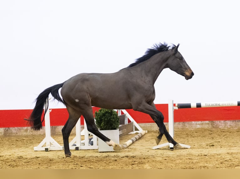 KWPN Wallach 3 Jahre 159 cm Brauner in Waddinxveen