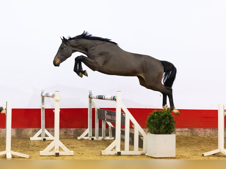 KWPN Wallach 3 Jahre 159 cm Brauner in Waddinxveen