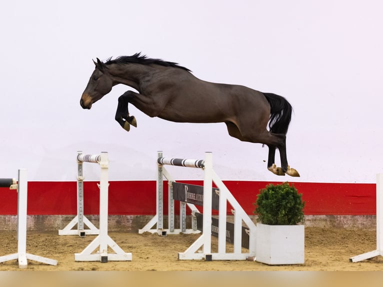 KWPN Wallach 3 Jahre 159 cm Brauner in Waddinxveen