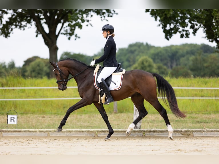 KWPN Wallach 3 Jahre 160 cm Brauner in Dormagen KWPN Wallach 3 Jahre 160 cm Brauner in Dormagen