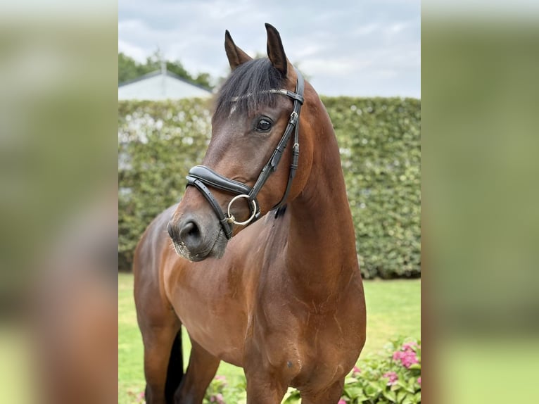 KWPN Wallach 3 Jahre 160 cm Brauner in Susteren