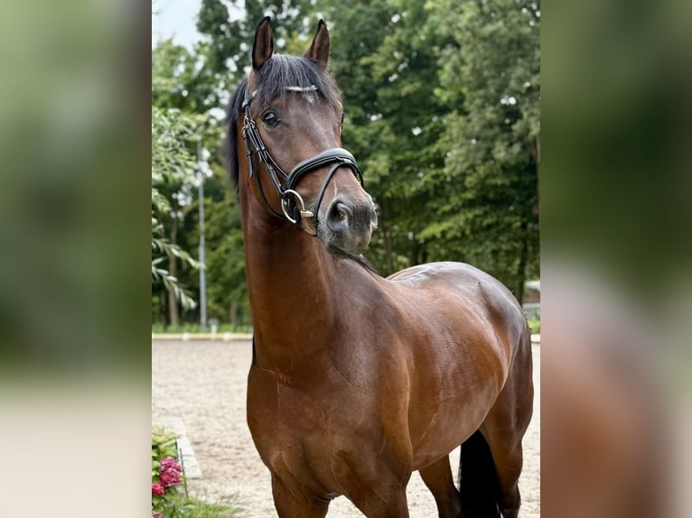 KWPN Wallach 3 Jahre 160 cm in Susteren