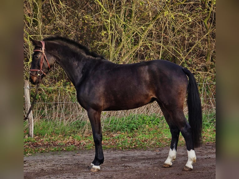 KWPN Wallach 3 Jahre 160 cm Rappe in Someren