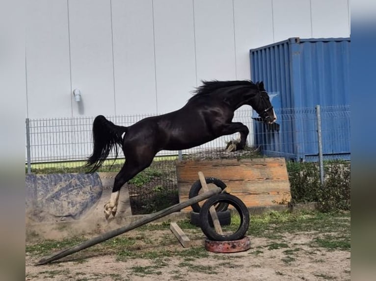KWPN Mix Wallach 3 Jahre 161 cm Rappe in Geseke