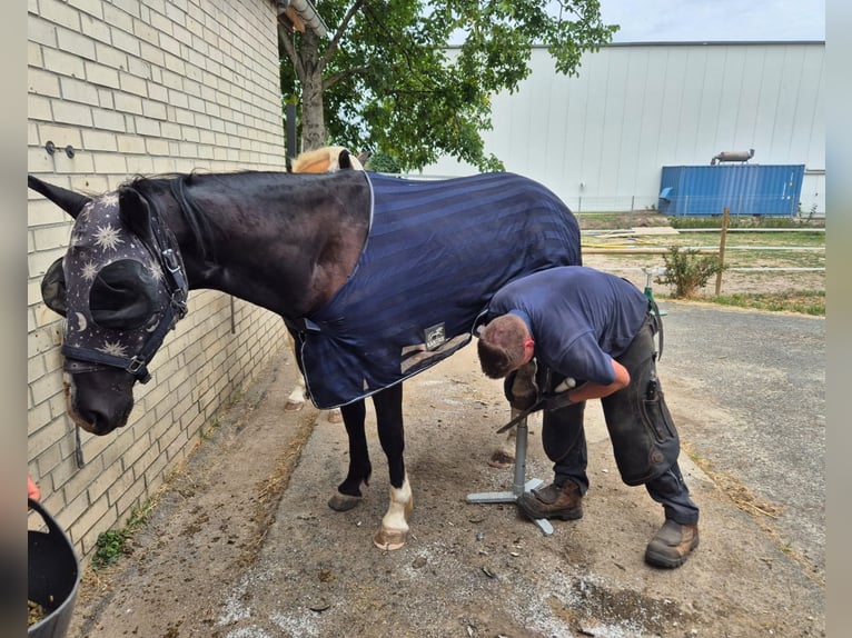 KWPN Mix Wallach 3 Jahre 161 cm Rappe in Geseke