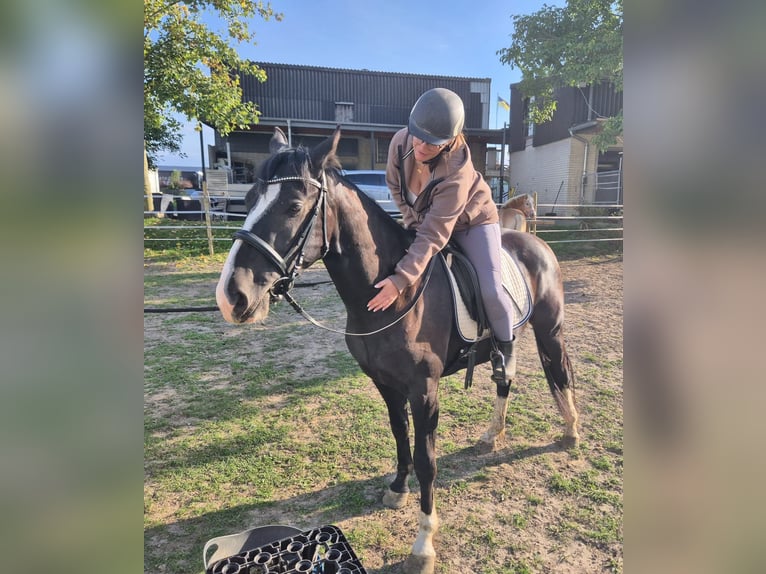 KWPN Mix Wallach 3 Jahre 161 cm Rappe in Geseke