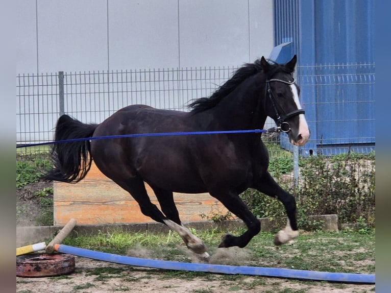 KWPN Mix Wallach 3 Jahre 161 cm Rappe in Geseke