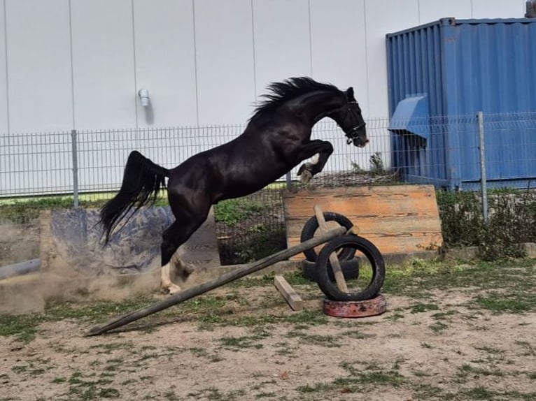 KWPN Mix Wallach 3 Jahre 161 cm Rappe in Geseke
