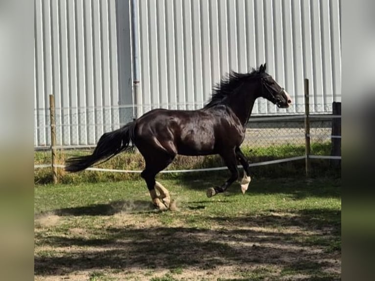KWPN Mix Wallach 3 Jahre 161 cm Rappe in Geseke