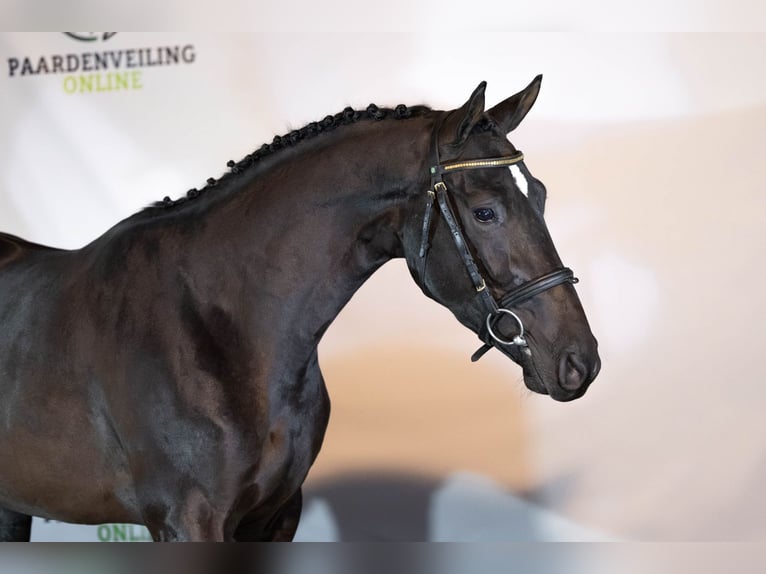 KWPN Wallach 3 Jahre 161 cm Rappe in Heerde