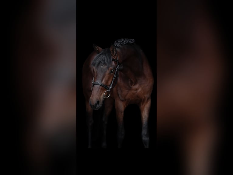 KWPN Wallach 3 Jahre 161 cm Rotbrauner in Huncovce