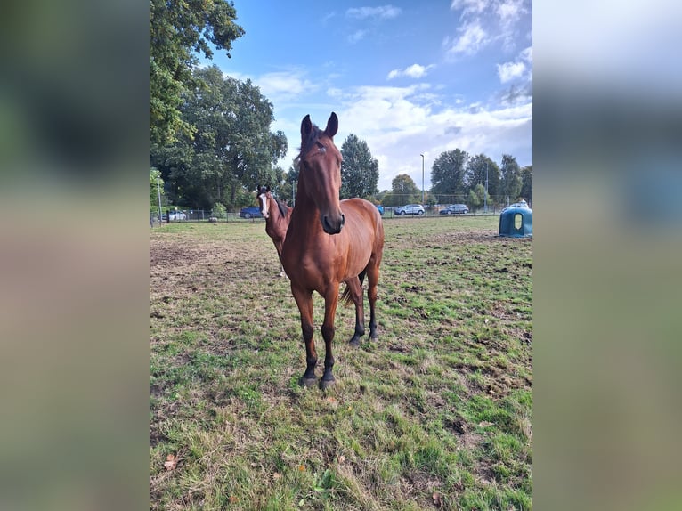 KWPN Wallach 3 Jahre 162 cm Brauner in baarlo