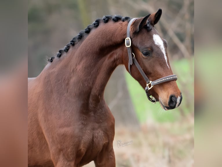 KWPN Wallach 3 Jahre 162 cm Dunkelbrauner in Peer