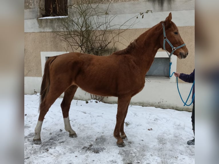 KWPN Wallach 3 Jahre 162 cm Fuchs in Mügeln