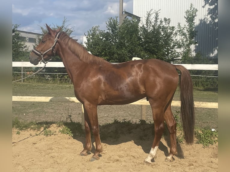 KWPN Wallach 3 Jahre 162 cm Fuchs in Dinkelscherben