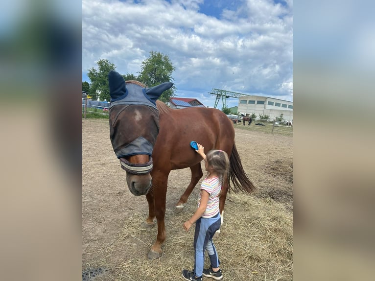 KWPN Wallach 3 Jahre 162 cm Fuchs in Dinkelscherben