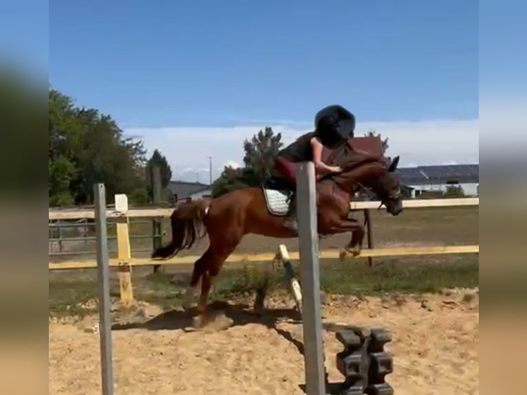 KWPN Wallach 3 Jahre 162 cm Fuchs in Dinkelscherben