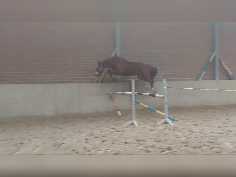 KWPN Wallach 3 Jahre 162 cm Fuchs in Dinkelscherben