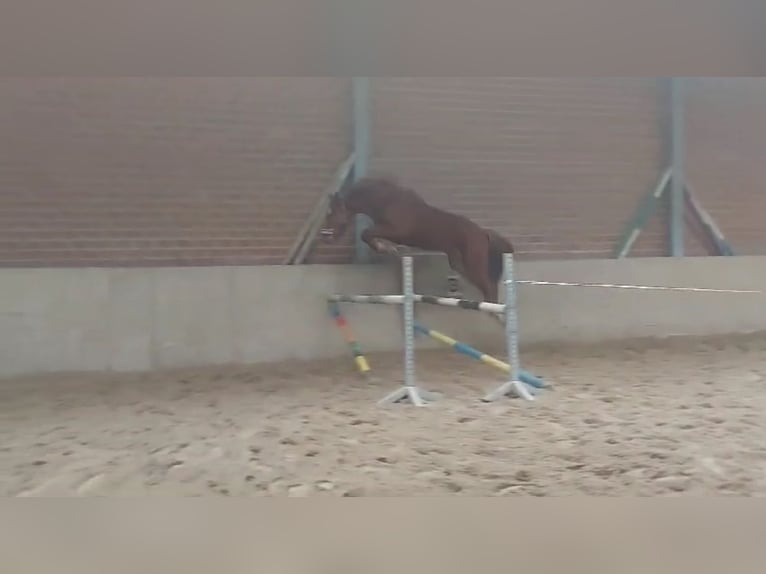 KWPN Wallach 3 Jahre 162 cm Fuchs in Dinkelscherben