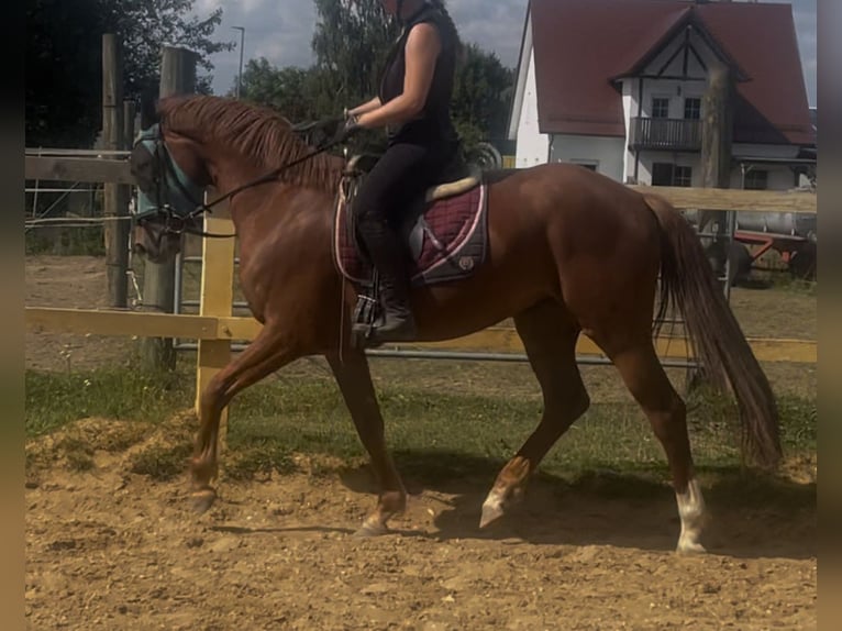KWPN Wallach 3 Jahre 162 cm Fuchs in Dinkelscherben