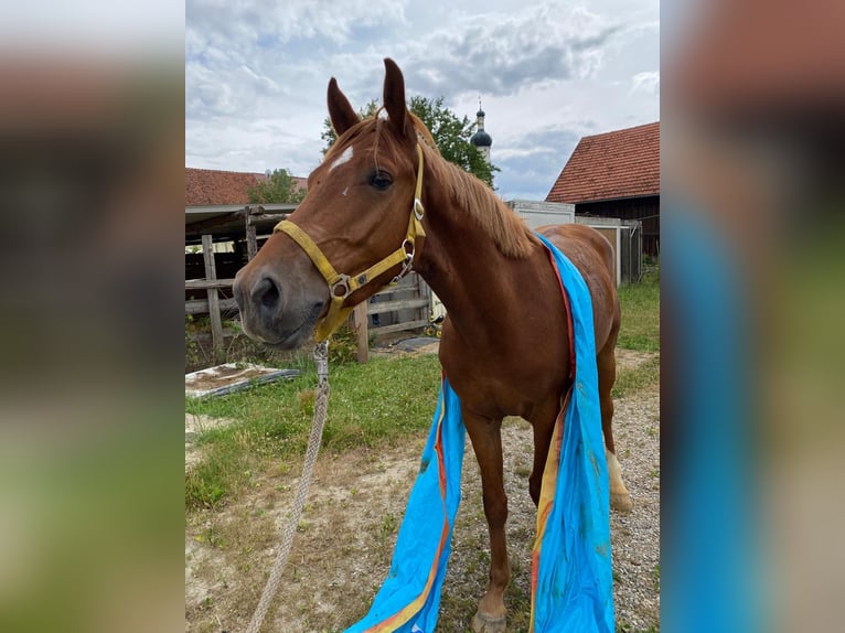 KWPN Wallach 3 Jahre 162 cm Fuchs in Dinkelscherben