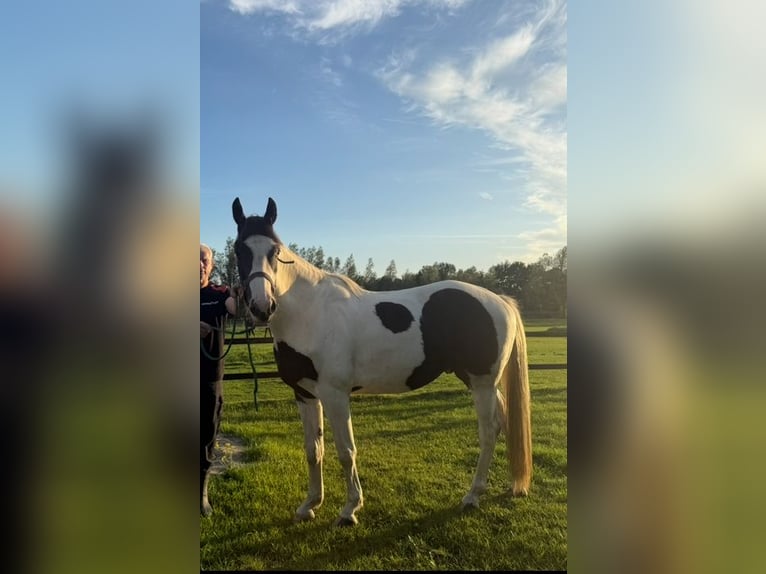 KWPN Wallach 3 Jahre 162 cm Schecke in Wesepe