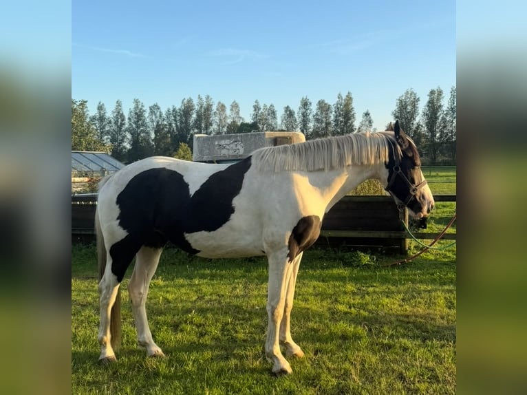KWPN Wallach 3 Jahre 162 cm Schecke in Wesepe