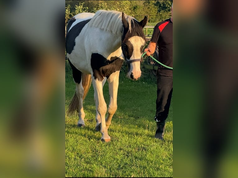 KWPN Wallach 3 Jahre 162 cm Schecke in Wesepe