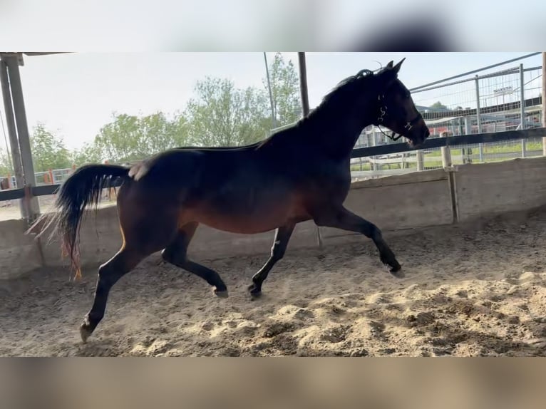 KWPN Wallach 3 Jahre 163 cm Dunkelbrauner in Werkendam