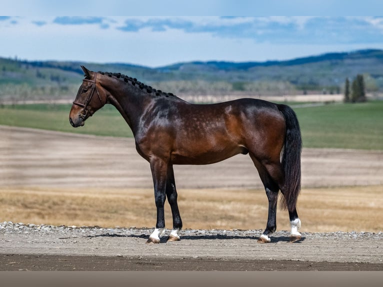 KWPN Wallach 3 Jahre 163 cm Dunkelbrauner in Calgary, Alberta