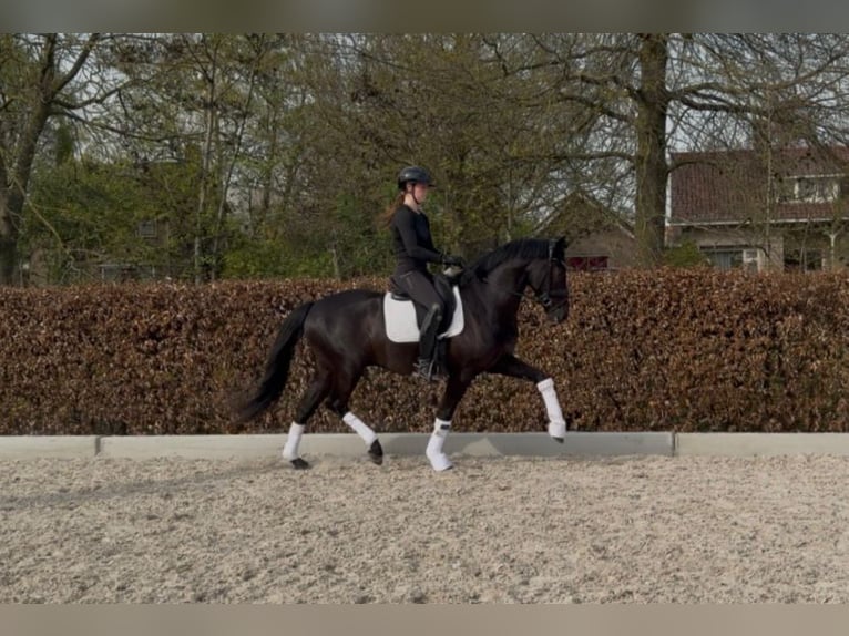 KWPN Wallach 3 Jahre 163 cm Rappe in Ammerzoden