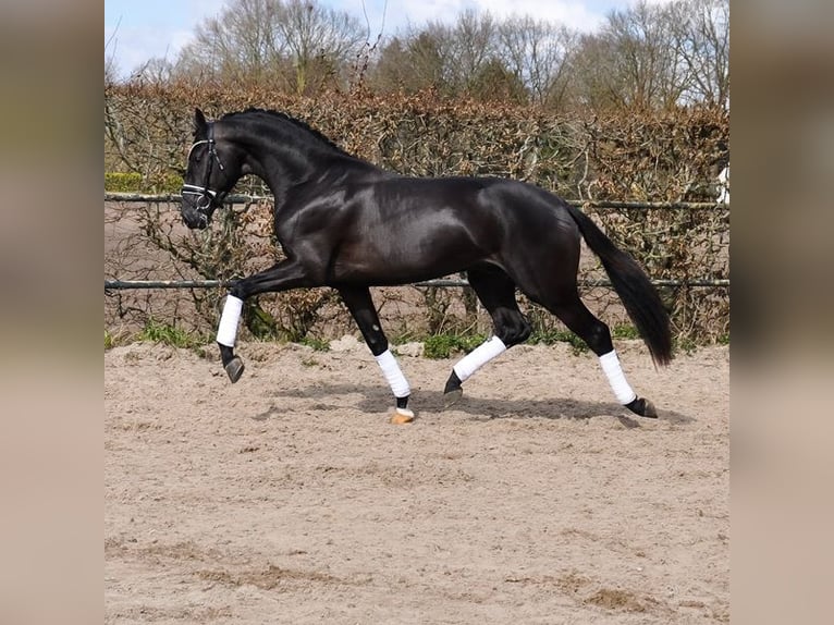 KWPN Wallach 3 Jahre 163 cm Rappe in Prinsenbeek