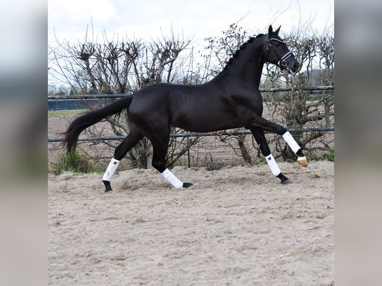 KWPN Wallach 3 Jahre 163 cm Rappe in Prinsenbeek