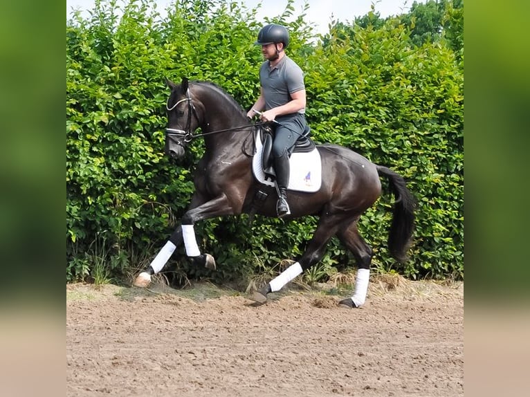 KWPN Wallach 3 Jahre 163 cm Rappe in Prinsenbeek