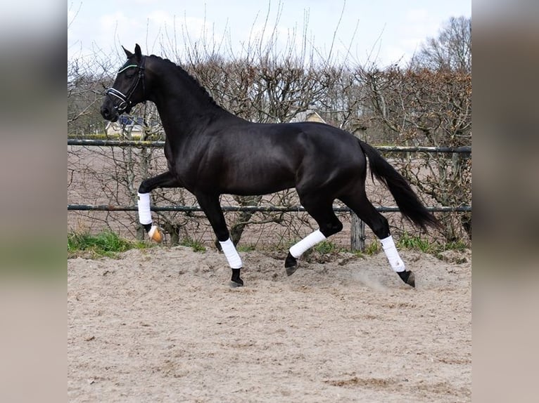 KWPN Wallach 3 Jahre 163 cm Rappe in Prinsenbeek